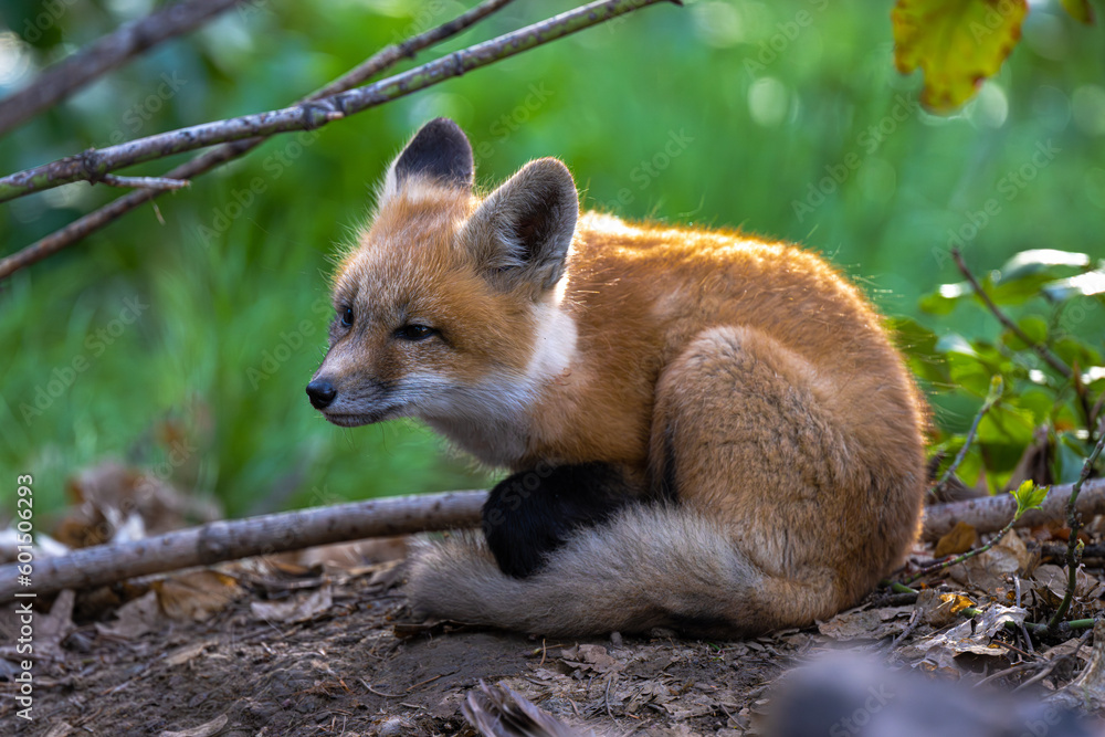 Fototapeta premium Young American Red Fox (Vulpes vulpes fulvus)
