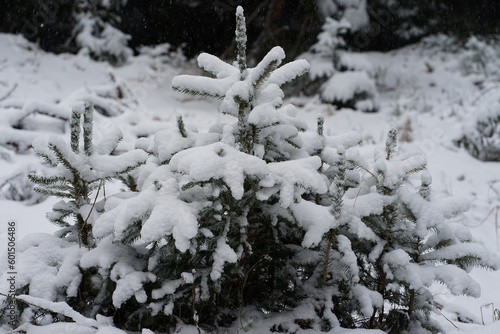 Ein Tannenbaum im Schnee im Wald © Kai