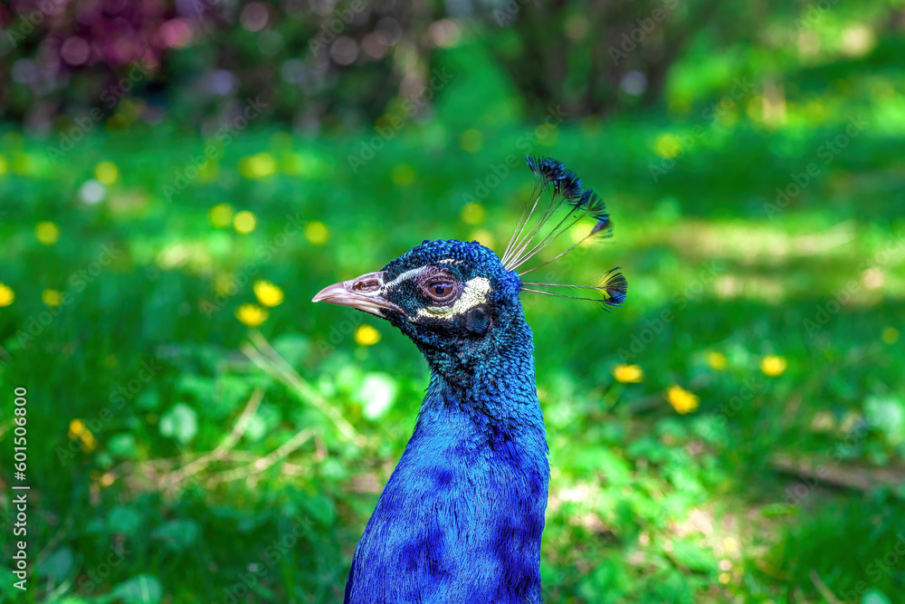 Portrait of beautiful blue Indian peacock in summer garden. Vibrant colored beauty peafowl head close up, side view Portrait of beautiful blue Indian peacock in summer garden. Vibrant colored beauty peafowl head close up, side view