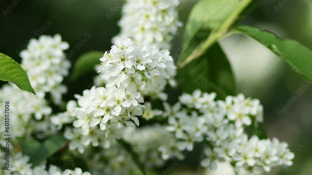Close-up of white bird cherry flowers against blurred trees, smooth camera movement, selective focus. Close-up of white bird cherry flowers against blurred trees, smooth camera movement, selective focus.