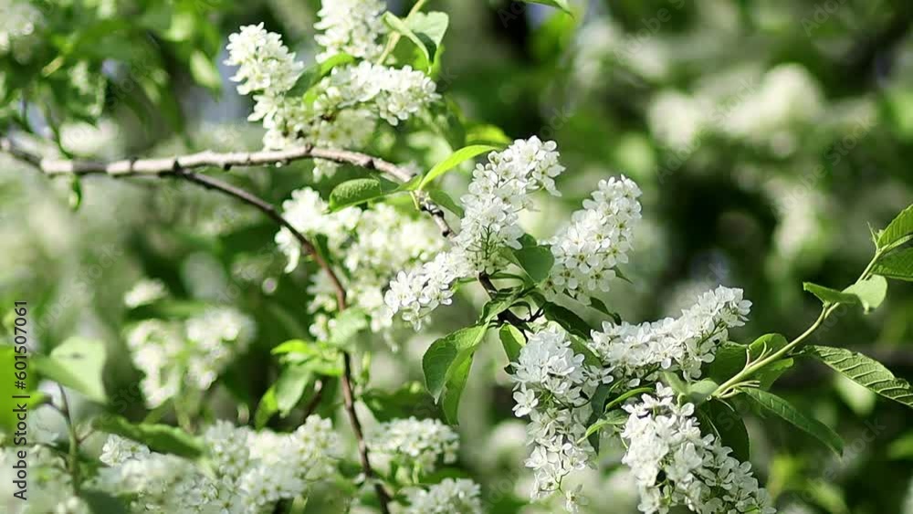 Close-up of white bird cherry flowers against blurred trees, smooth camera movement, selective focus. Close-up of white bird cherry flowers against blurred trees, smooth camera movement, selective focus.
