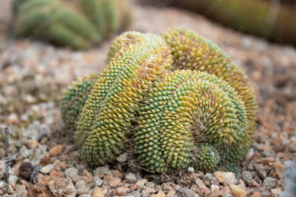 Close up Texture and Pattern of Cactus plant Close up Texture and Pattern of Cactus plant