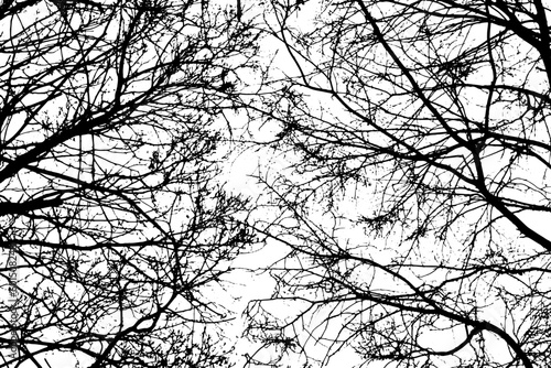 Tree branch silhouette on transparent background