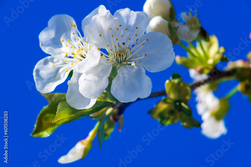 White flowers of a cherry blossom tree close up Spring twig branch beautiful green blue Background Macro soft airy blurred sunset backlight copy space