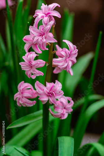 Bright pink hyacinth flowers grow on vegetable garden Spring  Close-up.