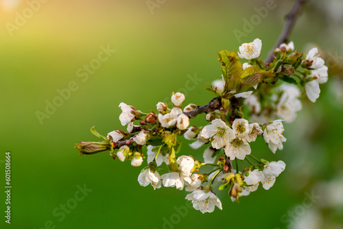 White flowers of a cherry blossom tree close up Spring twig branch beautiful green blue Background Macro soft airy blurred sunset backlight copy space © Victoria Moloman