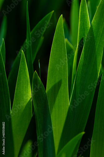 iris leaves sunset light Young bud flower Spring green Abstract background Amaryllis meadow. Flower garden beautiful.