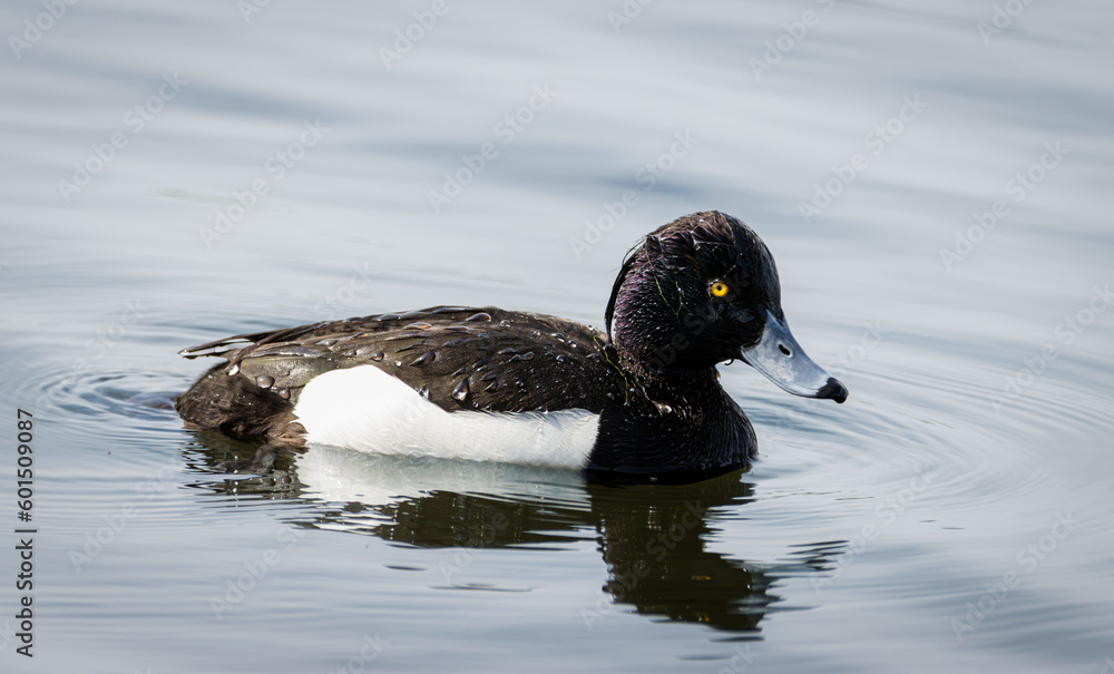 Tufted duck adult male swims close-up portrait. Tufted duck male is black except for white flanks and a blue-grey bill with gold-yellow eyes, along with a thin crest on the back of its head. Tufted duck adult male swims close-up portrait. Tufted duck male is black except for white flanks and a blue-grey bill with gold-yellow eyes, along with a thin crest on the back of its head.