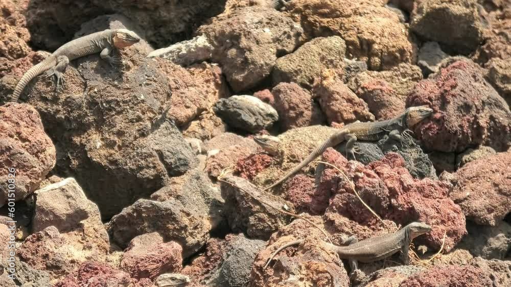 giant lizard Gallotia stehlini of Gran Canaria in Canary. Its reproduction, ecology, and evolution are subject of ongoing research, highlighting importance of studying island biology and biogeography. giant lizard Gallotia stehlini of Gran Canaria in Canary. Its reproduction, ecology, and evolution are subject of ongoing research, highlighting importance of studying island biology and biogeography.