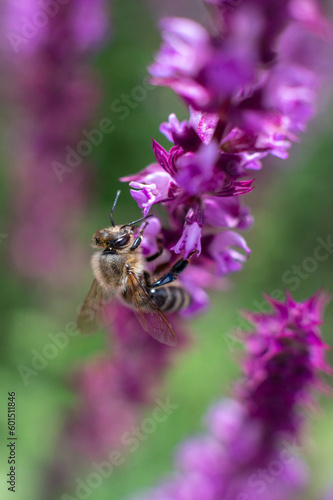 Biene an einer Blüte © fbausu