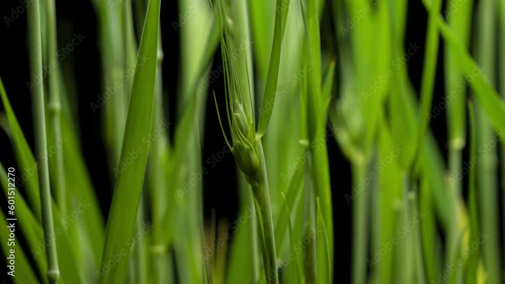 Red Winter Wheat For Flour Growing And Sprouting Seeds Time Lapse Red Winter Wheat For Flour Growing And Sprouting Seeds Time Lapse