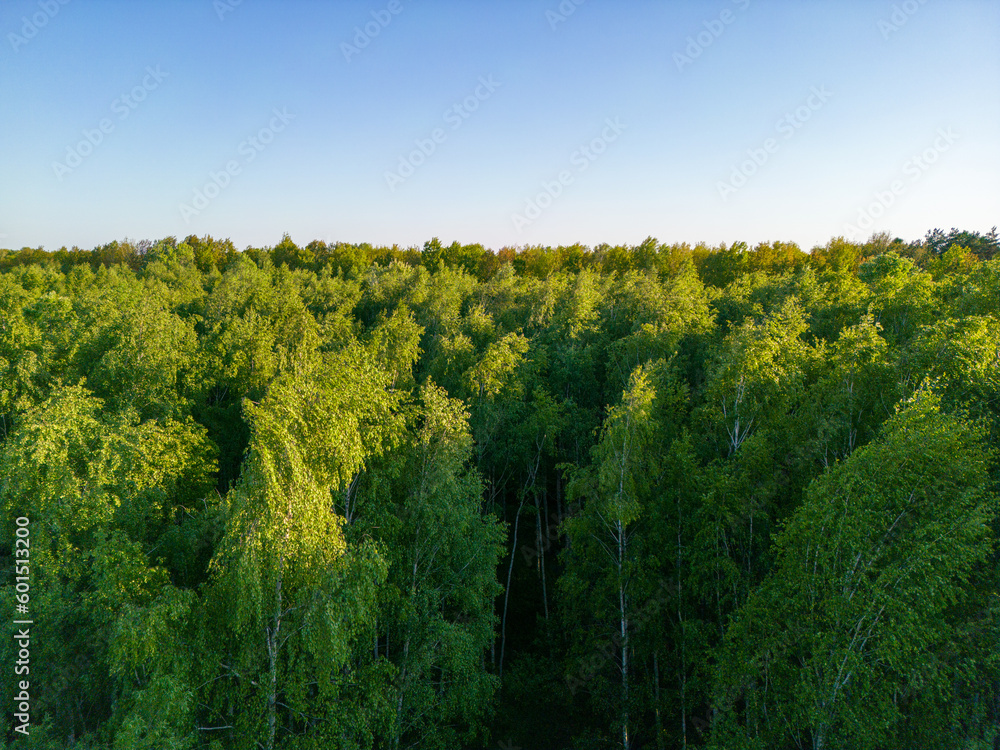 Deciduous green forest seen from above Deciduous green forest seen from above