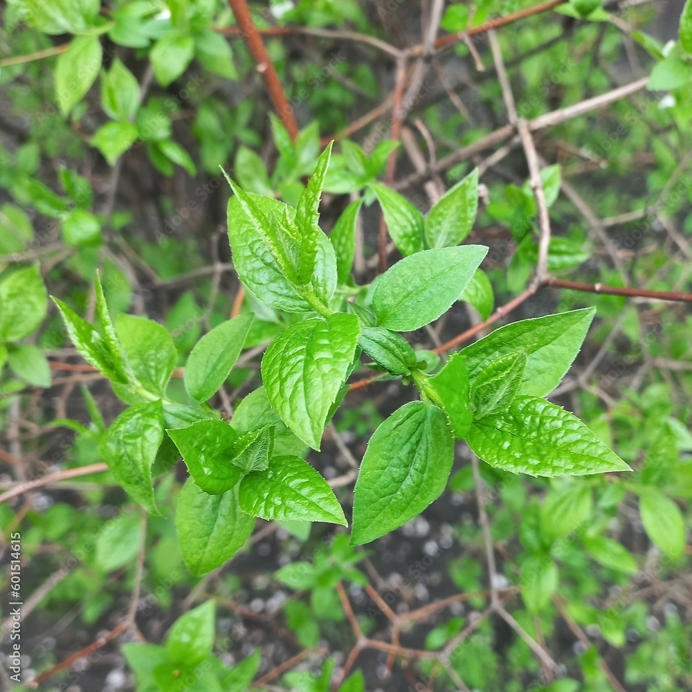 Spring bud. New leaves. A young sprout grows. Spring buds sprouting. New leaves sprouting at the beginning of spring Spring bud. New leaves. A young sprout grows. Spring buds sprouting. New leaves sprouting at the beginning of spring