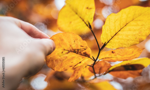 Close up of a hand touching orange autumn leaves