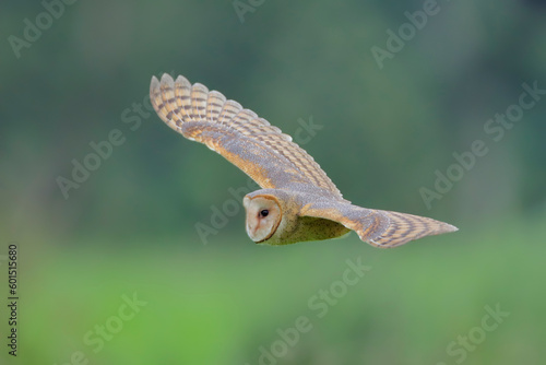 Barn-Owl © Juan Carlos Vindas