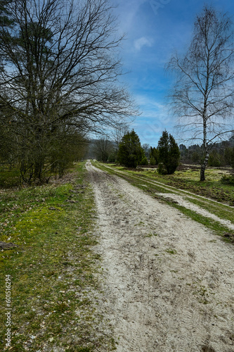 Wallpaper Mural Wanderweg durch die Lüneburger Heide bei Wilsede am Wilseder Berg, Lüneburg, Niedersachsen, Deutschland bei blauem Himmel Torontodigital.ca