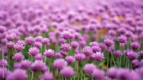 Purple chives field  Illustration AI Generative.