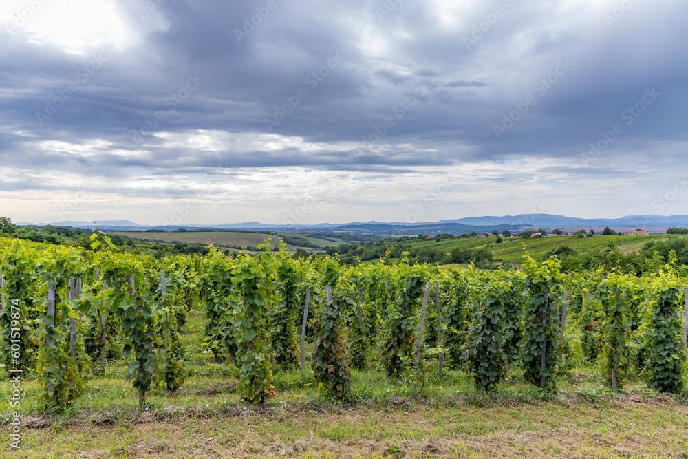 Fototapeta premium Summer vineyard nearby Strekov, Southern Slovakia