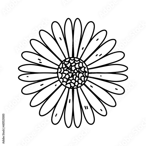 Simple flower head like chamomile in hand drawn doodle style. Vector illustration isolated on white. Coloring page.