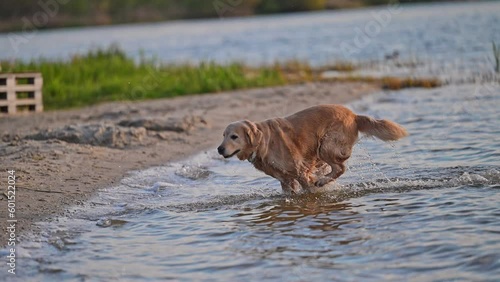 happy golden retriever dog running in the water