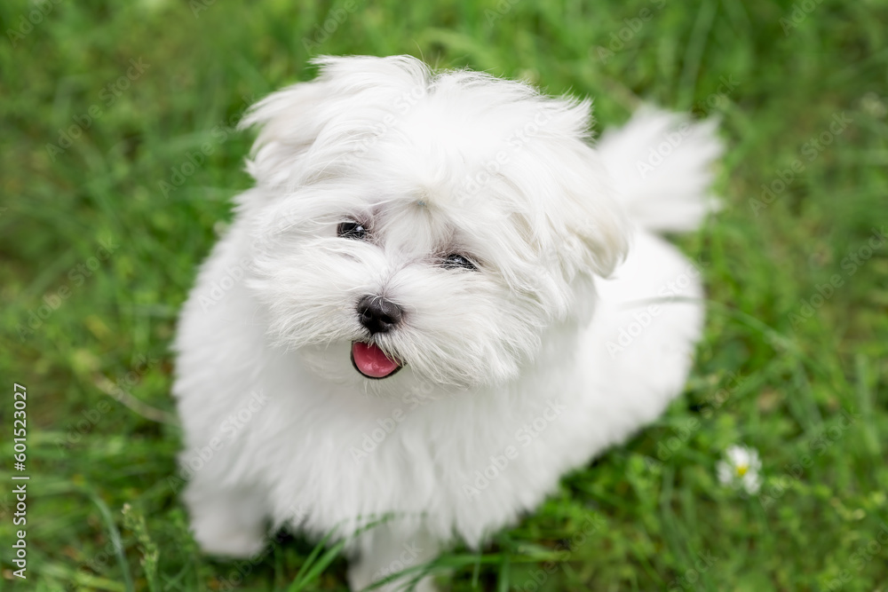 Portrait of white puppy of maltese dog on green grass