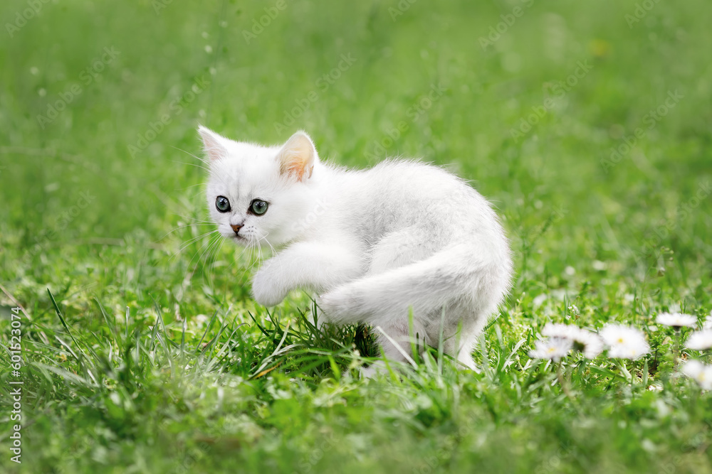 Little white kitten of british cat walking on the grass