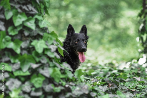 Black mudi dog hiding in forest