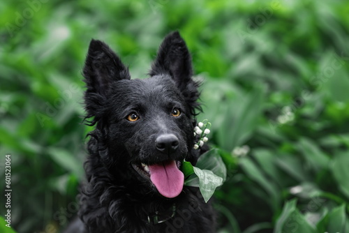 Black mudi dog portrait at nature