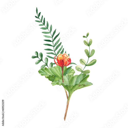Watercolor summer bouquet of cloudberry and green branches. Botanical hand drawn illustration isolated on white background. Can be used for greeting cards  invitations  floral design.