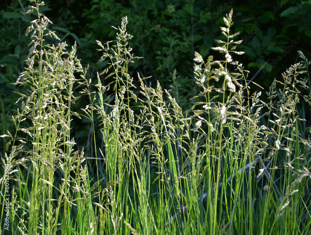 Obraz premium Poa grows in the meadow among wild grasses.