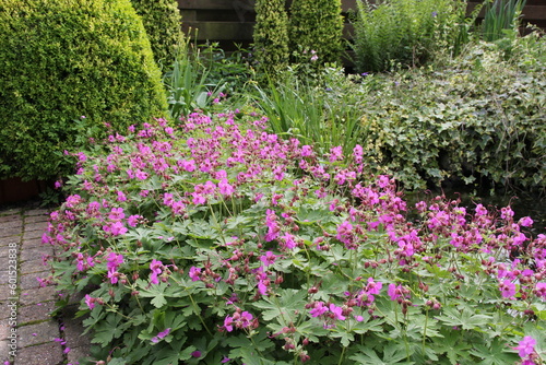 Fotografie a group geranium spessart - bloody cranesbill with pink flowers in the border in