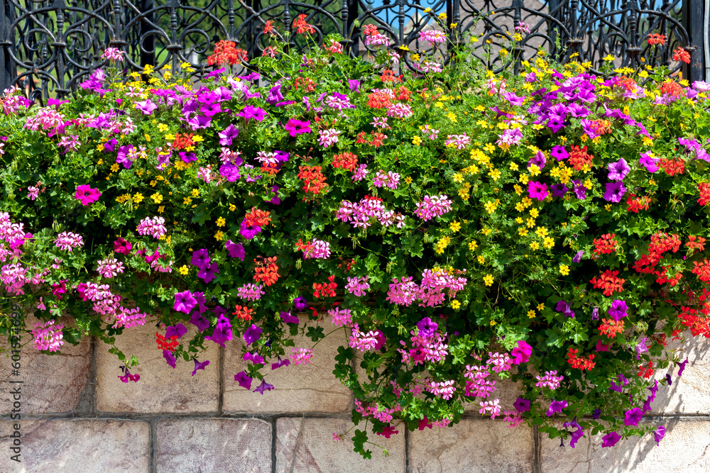 pelargonias in Vordernberg, Styria, Austria