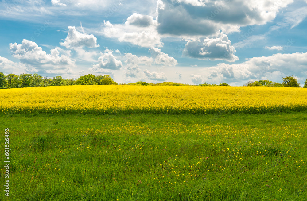 Fototapeta premium View of a field with blooming rapeseed and a cloudy sky