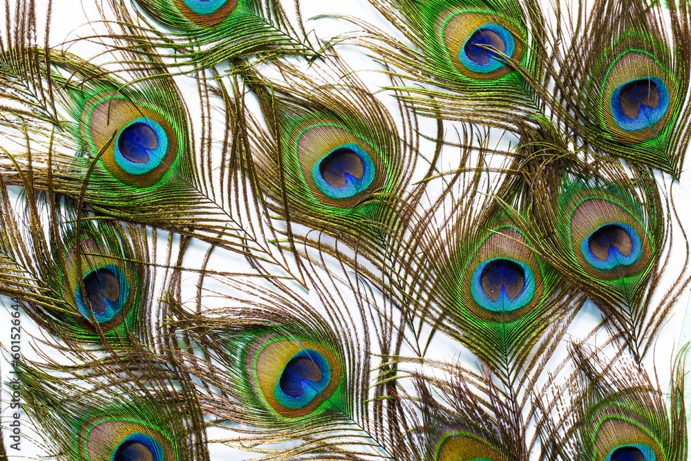 Fototapeta premium Peacock feathers on a white background,Macro peacock feathers on isolated white background,peacock feather isolated on a white background