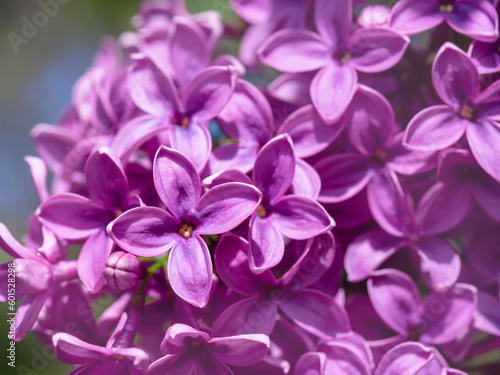 Closeup of purple blossom on a lilac tree © AngieC