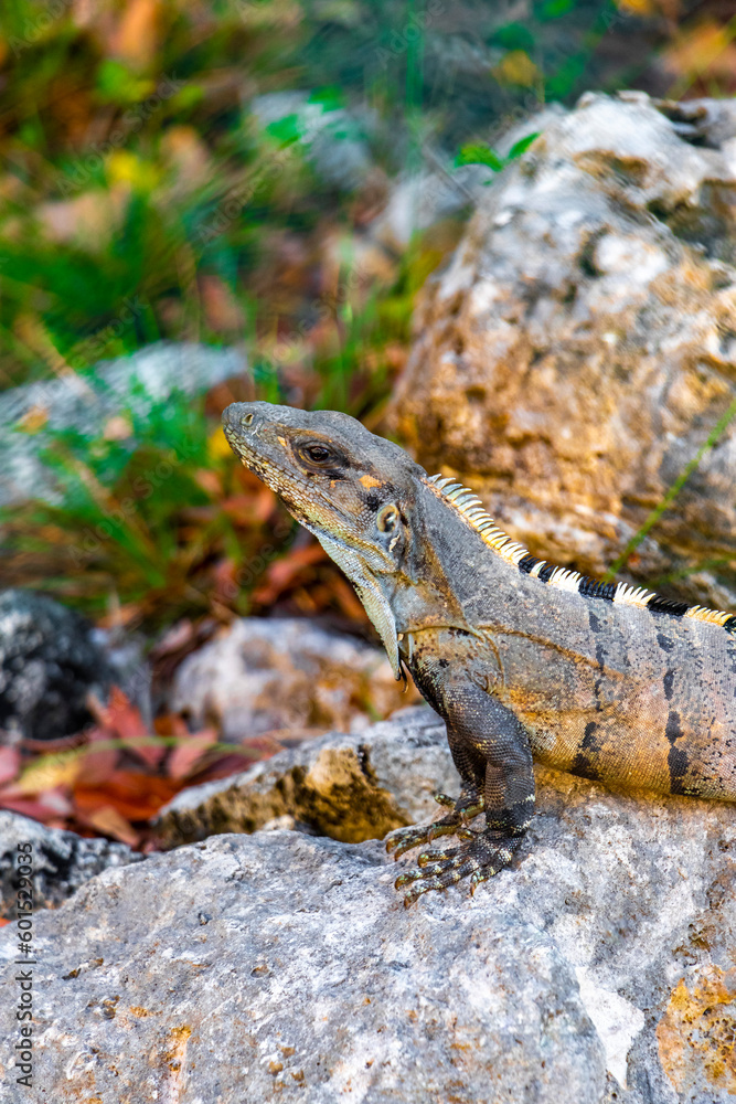 Iguana on rock tropical jungle Playa del Carmen Mexico. Iguana on rock tropical jungle Playa del Carmen Mexico.