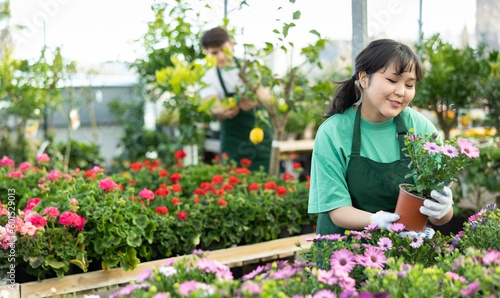 Woman employee of flower shop inspects price tags on pots with young Cape daisy plants and re-evaluates goods