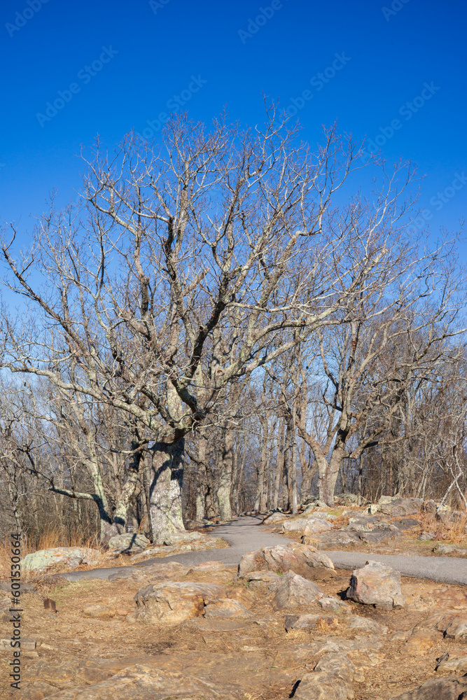 Beautiful views at Kennesaw mountain, Georgia in winter. Visitors have many options to hike around the beautiful hilly streets or path inside the woods. It is safe walking, jogging on main street
Beautiful views at Kennesaw mountain, Georgia in winter. Visitors have many options to hike around the beautiful hilly streets or path inside the woods. It is safe walking, jogging on main street
