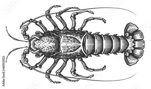 Spiny lobster. Crustacean aquatic animal, crayfish in engraving style. Seafood sketch illustration
