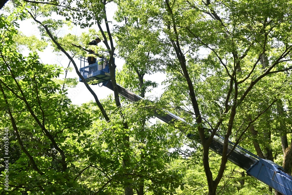 Fototapeta premium Scene of felling the branches of a large tree in a park using a crane for high-altitude work.