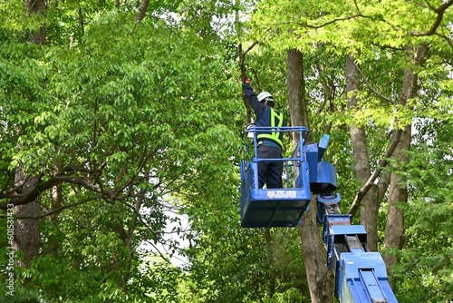 Scene of felling the branches of a large tree in a park using a crane for high-altitude work.