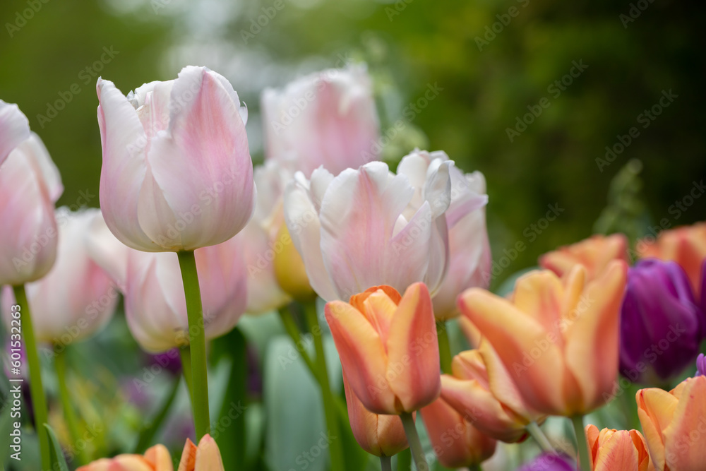 Landscape selected focus image of a field of colorful tulips of different varieties against a dark background with strong bokeh