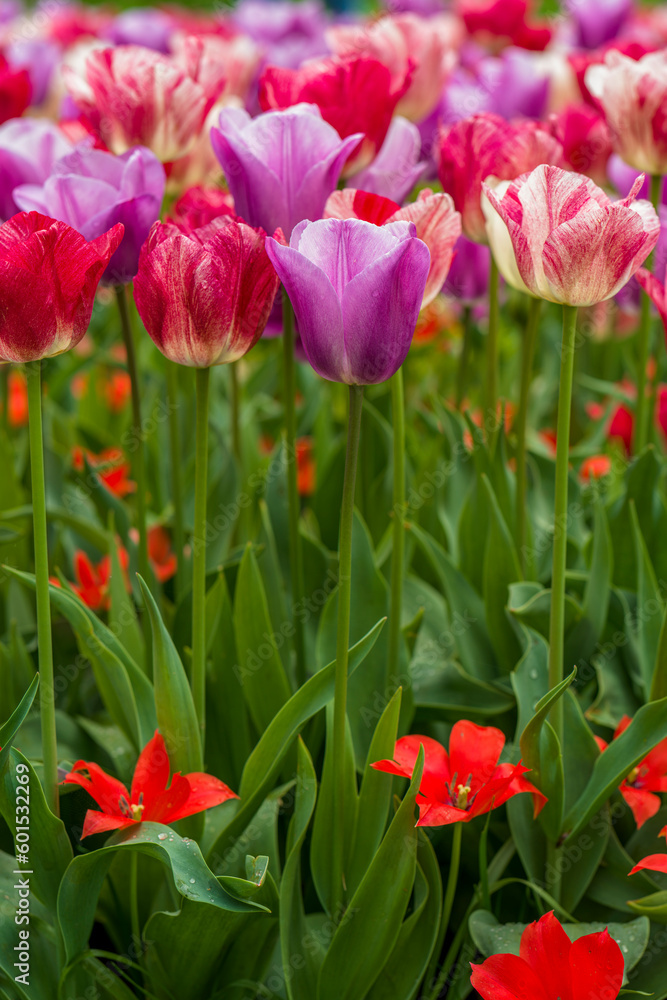 blühende Tulpen - Keukenhof Holland