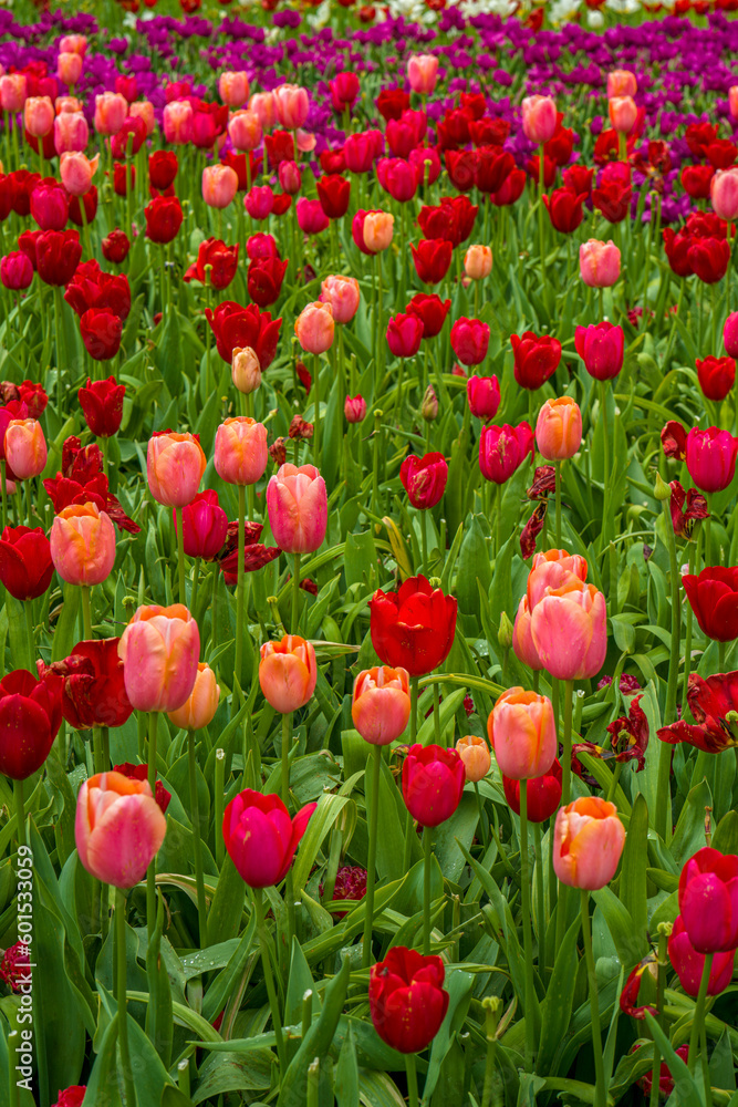 Fototapeta premium blühende Tulpen - Keukenhof Holland