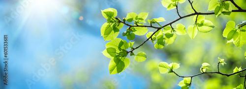 Close-up Of Fresh Green Leaves On Tree Branch With Blue Sky And Sunlight - Spring