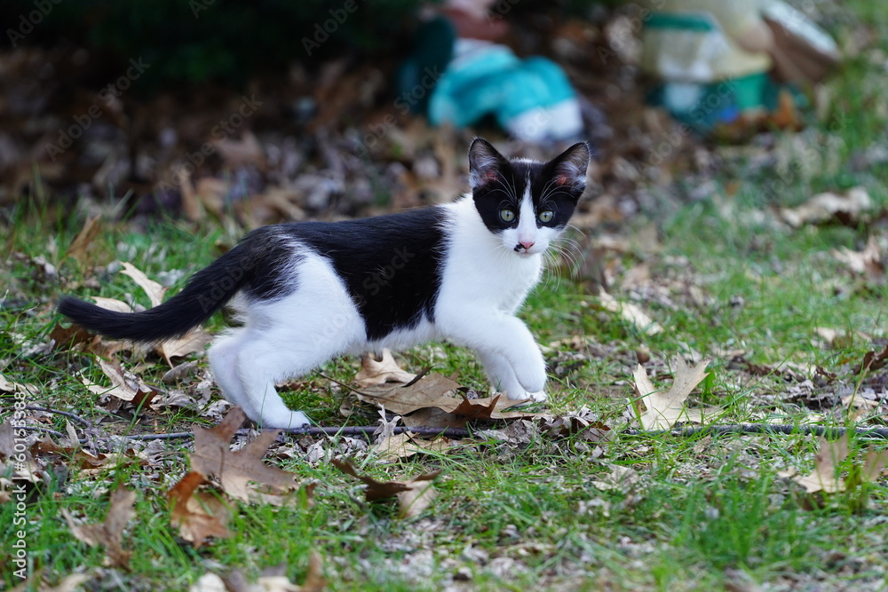 Female Tuxedo kitten plays around outside during the spring. Female Tuxedo kitten plays around outside during the spring.