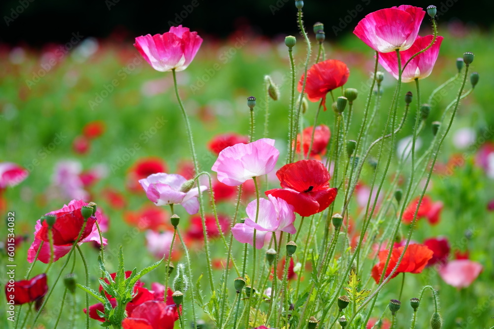 Fototapeta premium field of red poppies