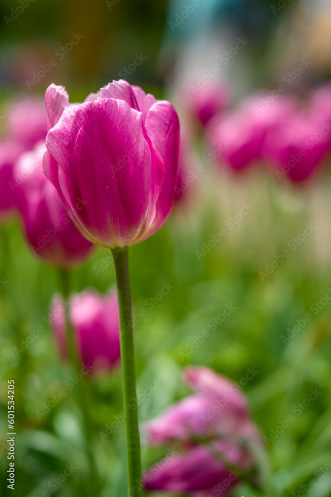 blühende Tulpen - Keukenhof Holland blühende Tulpen - Keukenhof Holland