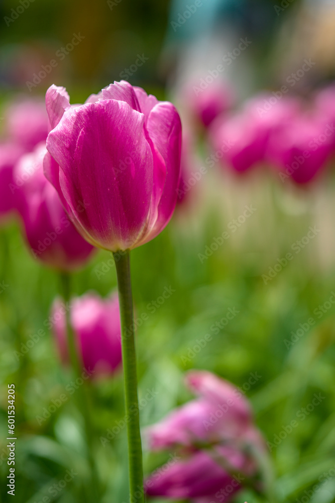 blühende Tulpen - Keukenhof Holland