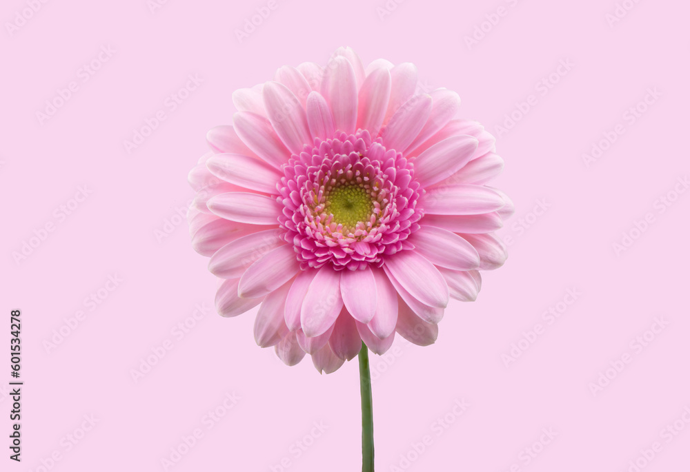 Bright pink daisy, chamomile or Gerbera isolated on bright pink or blush background. Chamomile flower head close up. Deep focus Bright pink daisy, chamomile or Gerbera isolated on bright pink or blush background. Chamomile flower head close up. Deep focus